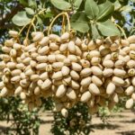 باغ های پسته شرکت غزال اروند